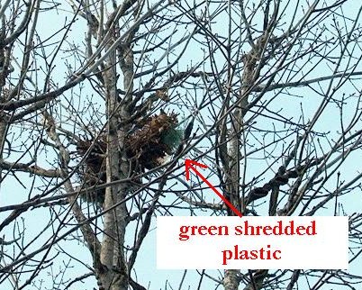 PHOTO: This close up of a squirrel drey has an arrow pointing to the green plastic sticking out of the bottom of the drey.