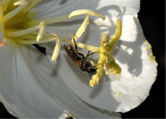 PHOTO: Bee coated in pollen, inside primrose bloom.
