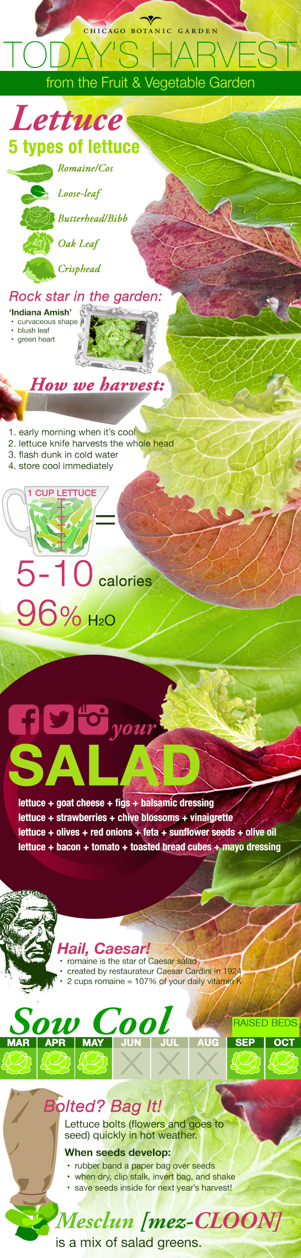 Infographic on cultivating and harvesting lettuce.