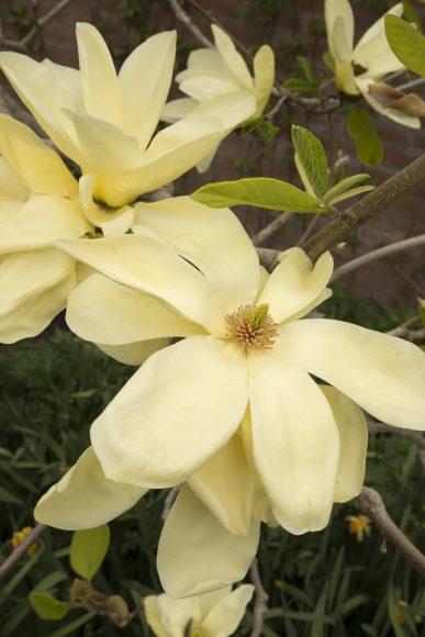 PHOTO: The yellow blooms of Magnolia 'Elizabeth' are a beacon of spring in the English Walled Garden each year.