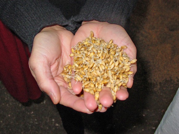 PHOTO: Hands holding partially germinated barley seeds.