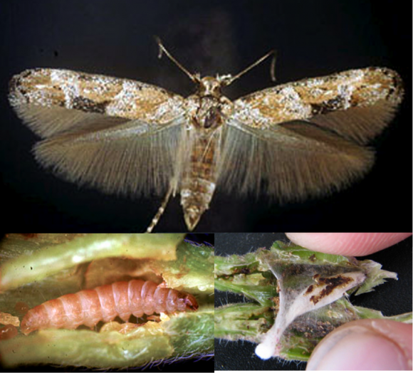 PHOTO: Trio of photos of each life stage of the moth: adult, larva, and cocoon.