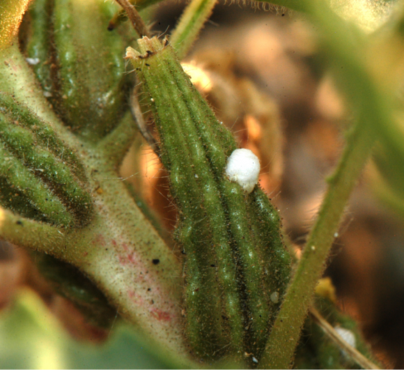 PHOTO: Closeup image of a tiny, white foamy-looking dot (one of many) on a host plant.