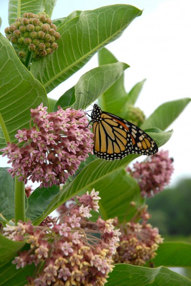 PHOTO: A monarch sips nectar from common milkweed on the Dixon Prairie.