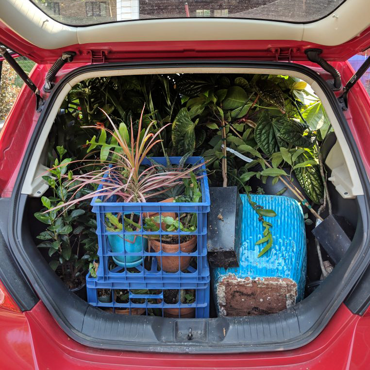 How to move plants to a new home