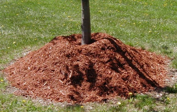 PHOTO: Mulch piled up in a volcano around the base of a young tree.