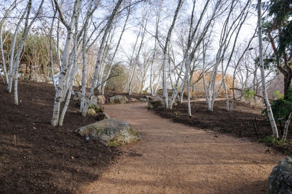 PHOTO: The birch walk in fall, leaf-mulched, with white birch trunks providing contrast.