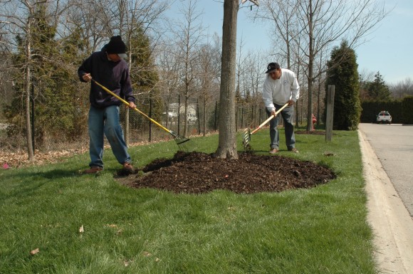 PHOTO: Grounds staff spread leaf mulch around the base of a tree.