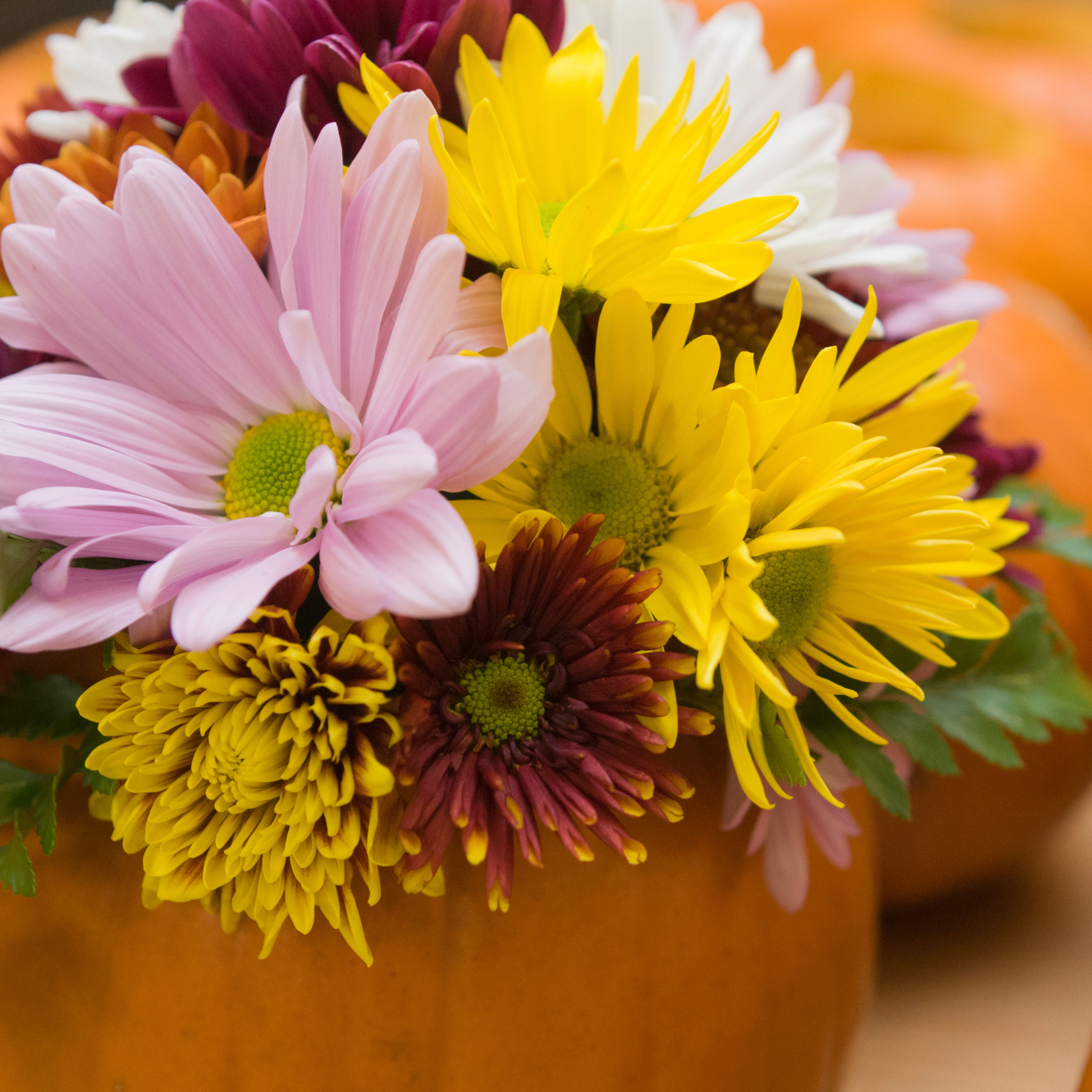 Fall Harvest Activities for Horticultural Therapy