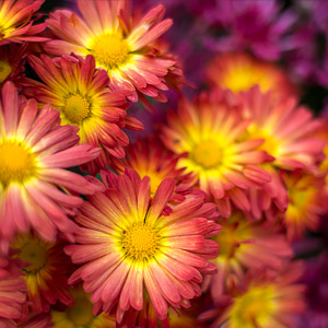 Chrysanthemums