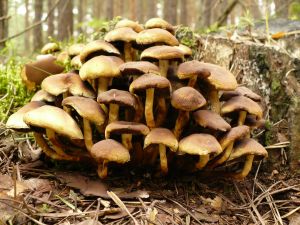 PHOTO: Mushrooms decomposing bark on the forest floor.