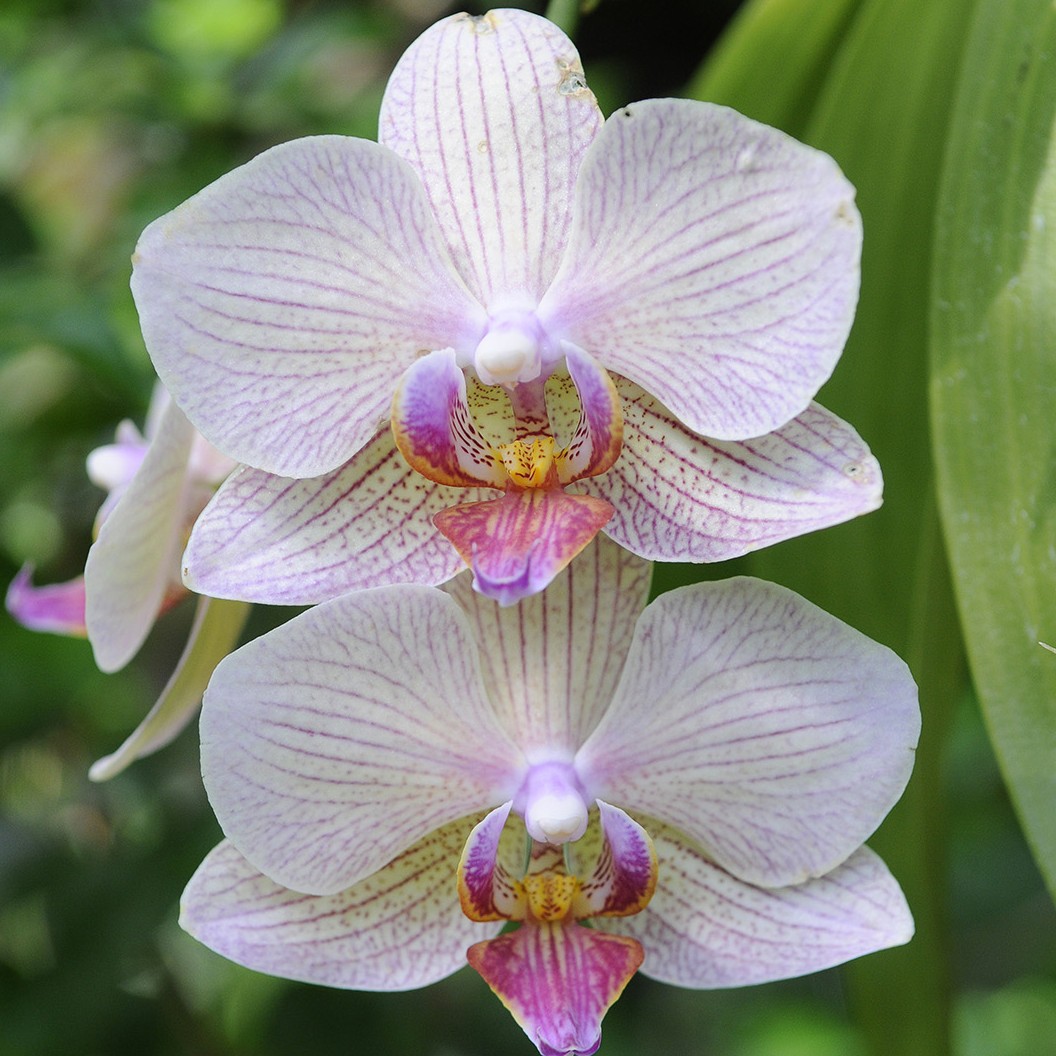 Repotting Orchids, Part 1: Phalaenopsis