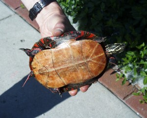PHOTO: Western painted turtle.