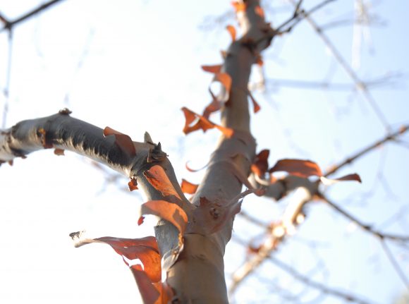 PHOTO: Paperbark maple (Acer griseum) bark.