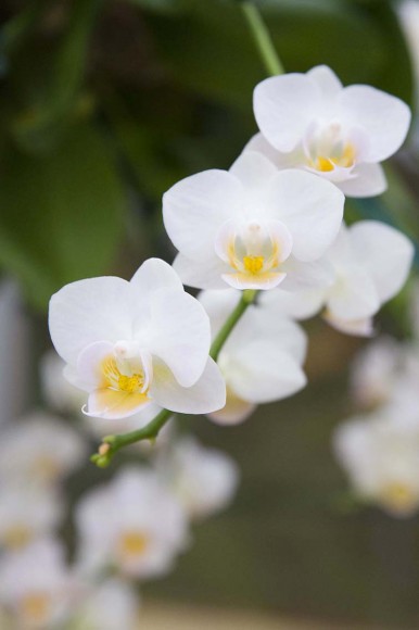 PHOTO: Phalaenopsis 'Timothy Christopher' moth orchid in bloom.