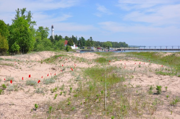 PHOTO: The research site in Wisconsin with flags marking study plants