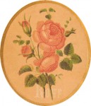 Pink rose illustration