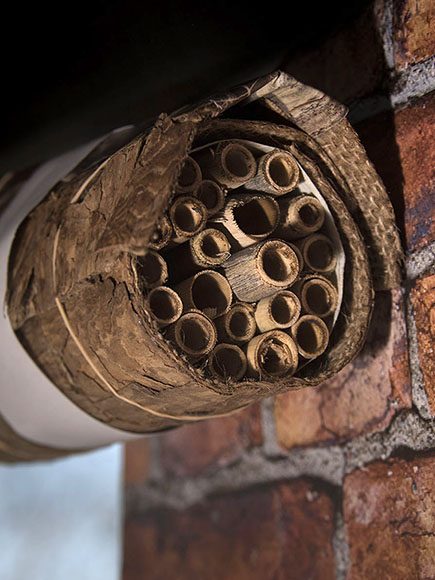 Place the bee house against a flat surface in a protected area, with a southwest exposure.