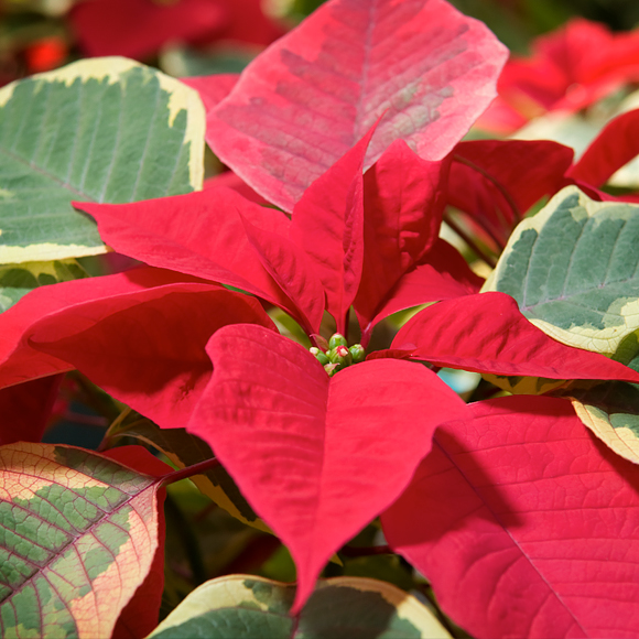 Poinsettia