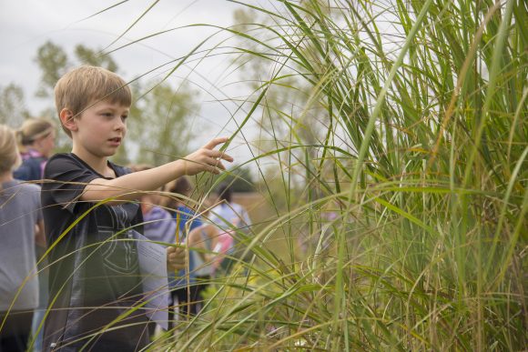 A young boy studies tallgrass on the prairie during a guided field trip at the Chicago Botanic Garden.