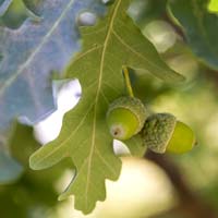 PHOTO: Fastigiate English Oak acorns (Quercus robur).