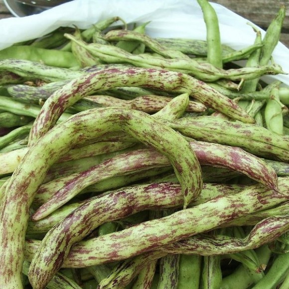 PHOTO: Harvested rattlesnake beans
