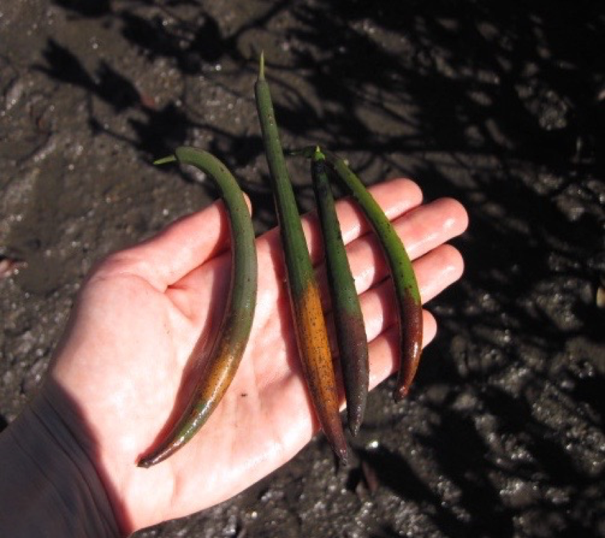 These relatively small propagules could become giant red mangrove trees.