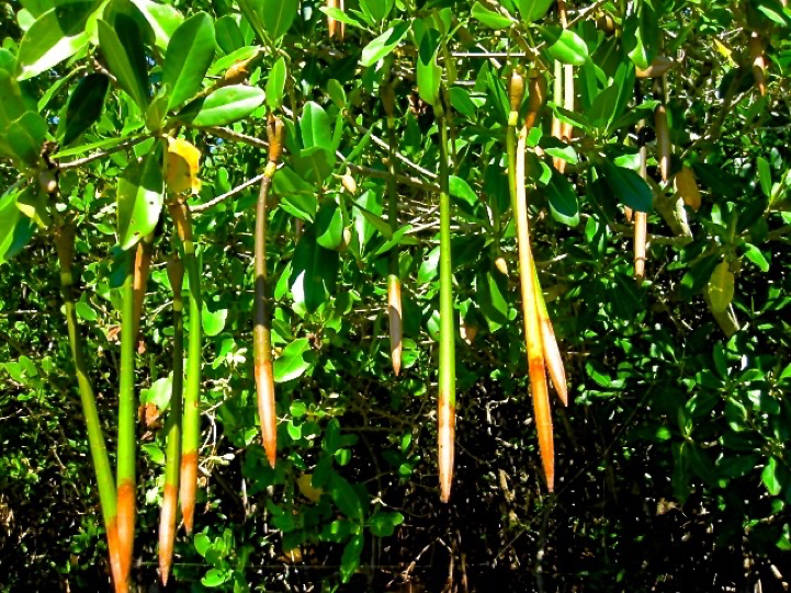 Mangroves produce a huge number of propagules the same way an oak would make hundreds of acorns.