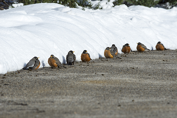 Robins (Turdus americanus) warming themselves on sun-heated pavement.