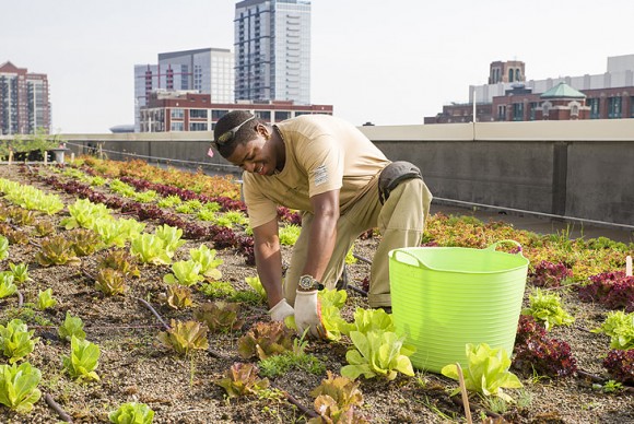 Stacey Kimmons, Windy city Harvest graduate, works on the rooftop garden at McCormick Place.