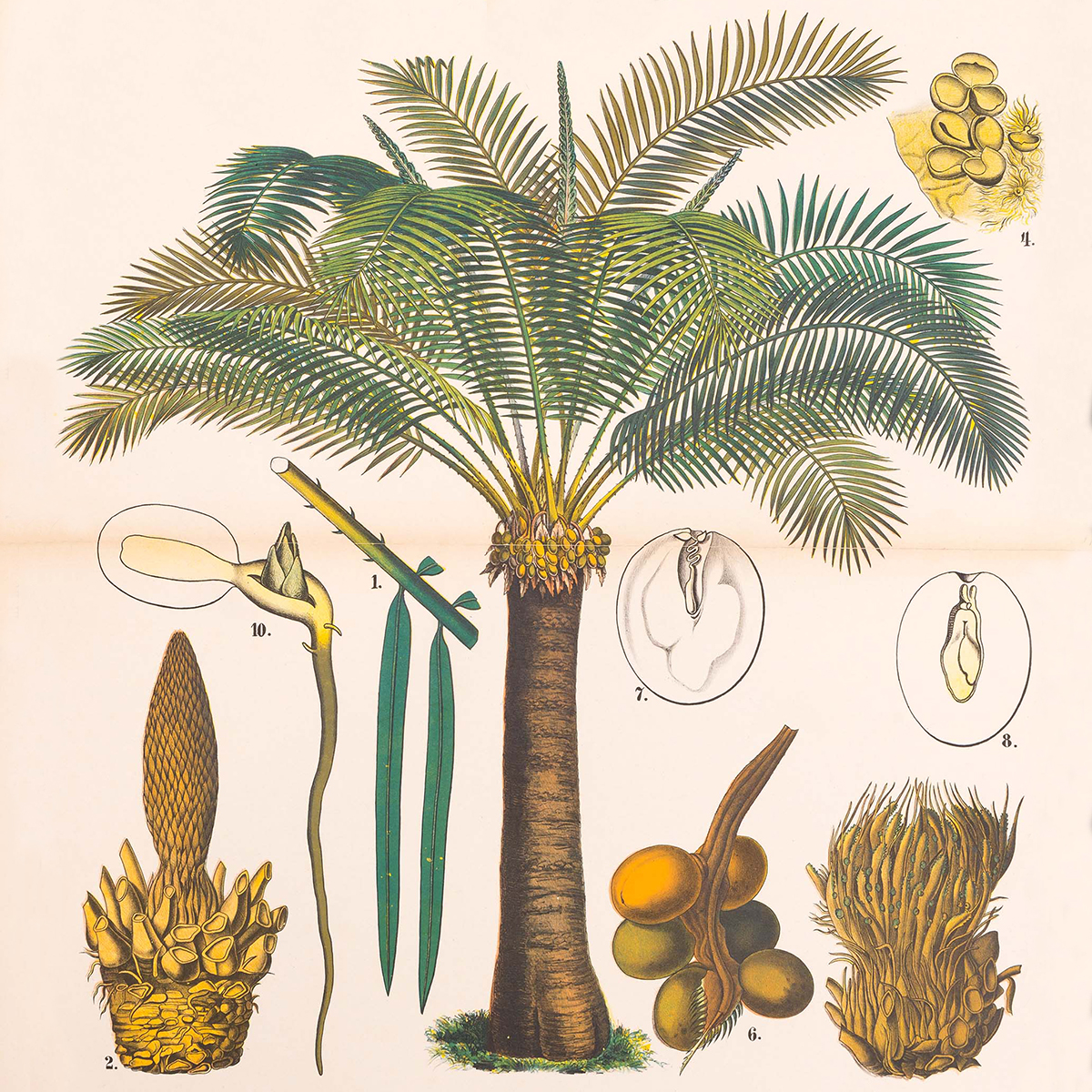 Sago palm from Ausländische Culturpflanzen in Farbigen Wandtafeln mit Ertläuterndem
