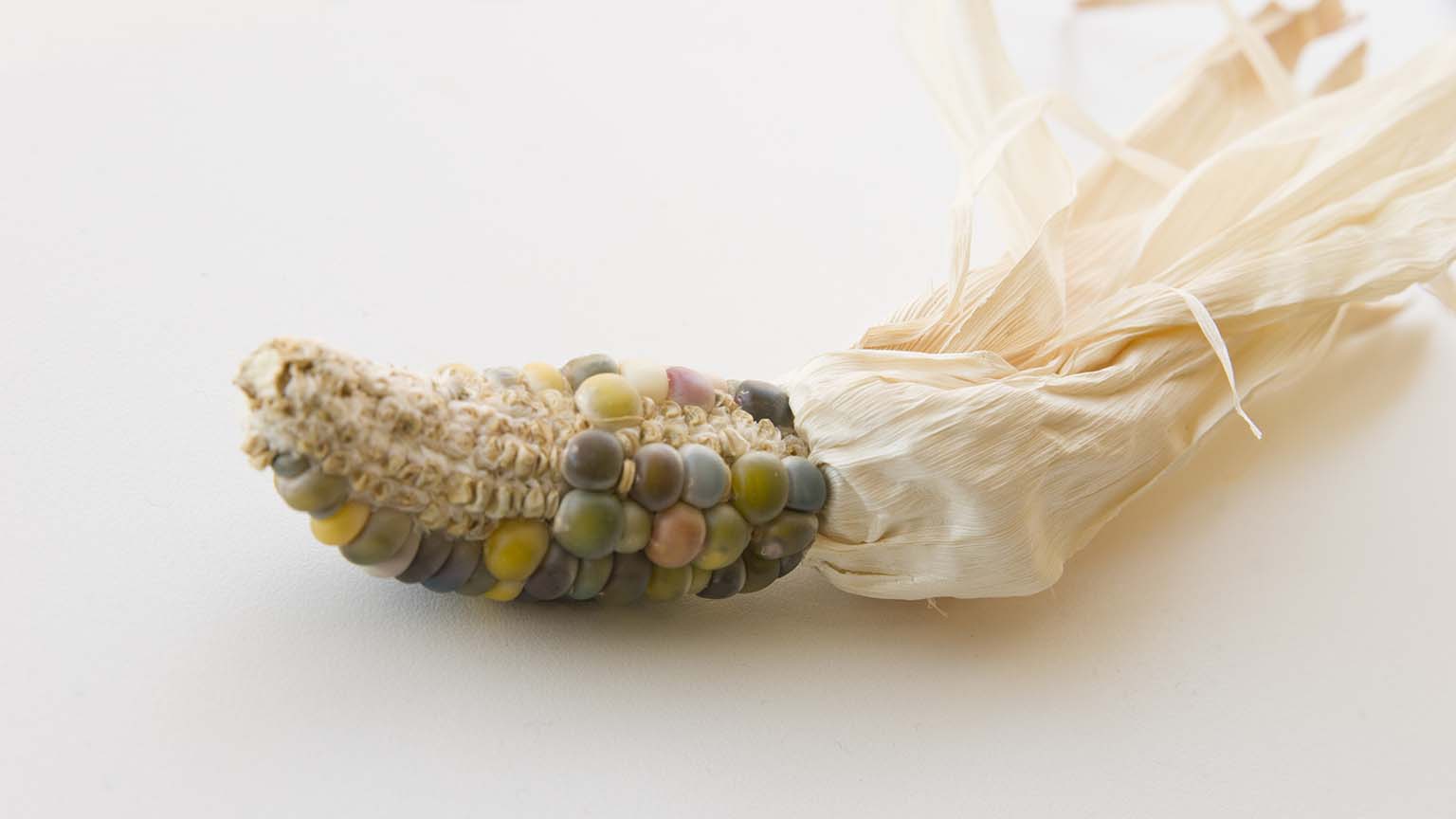 PHOTO: Heirloom corn.