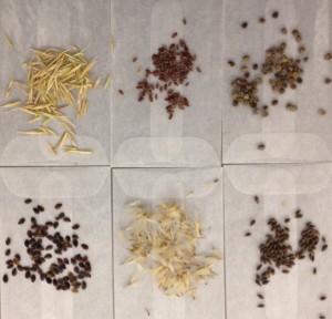 Seeds of potential native winners from the Colorado Plateau.