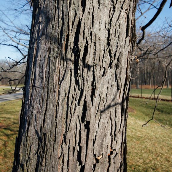 PHOTO: Shagbark hickory (Carya ovata) bark.