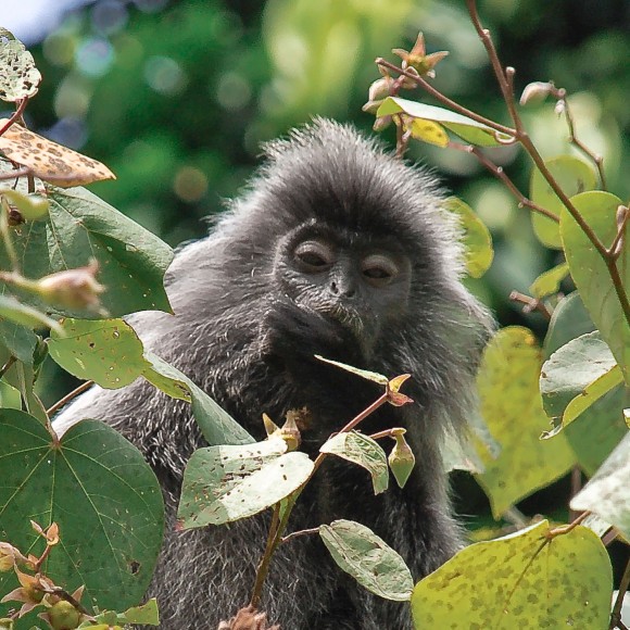 PHOTO: This Malaysian silverleaf monkey eats fruit as part of its diet, dispersing seeds far beyond the canopy line.