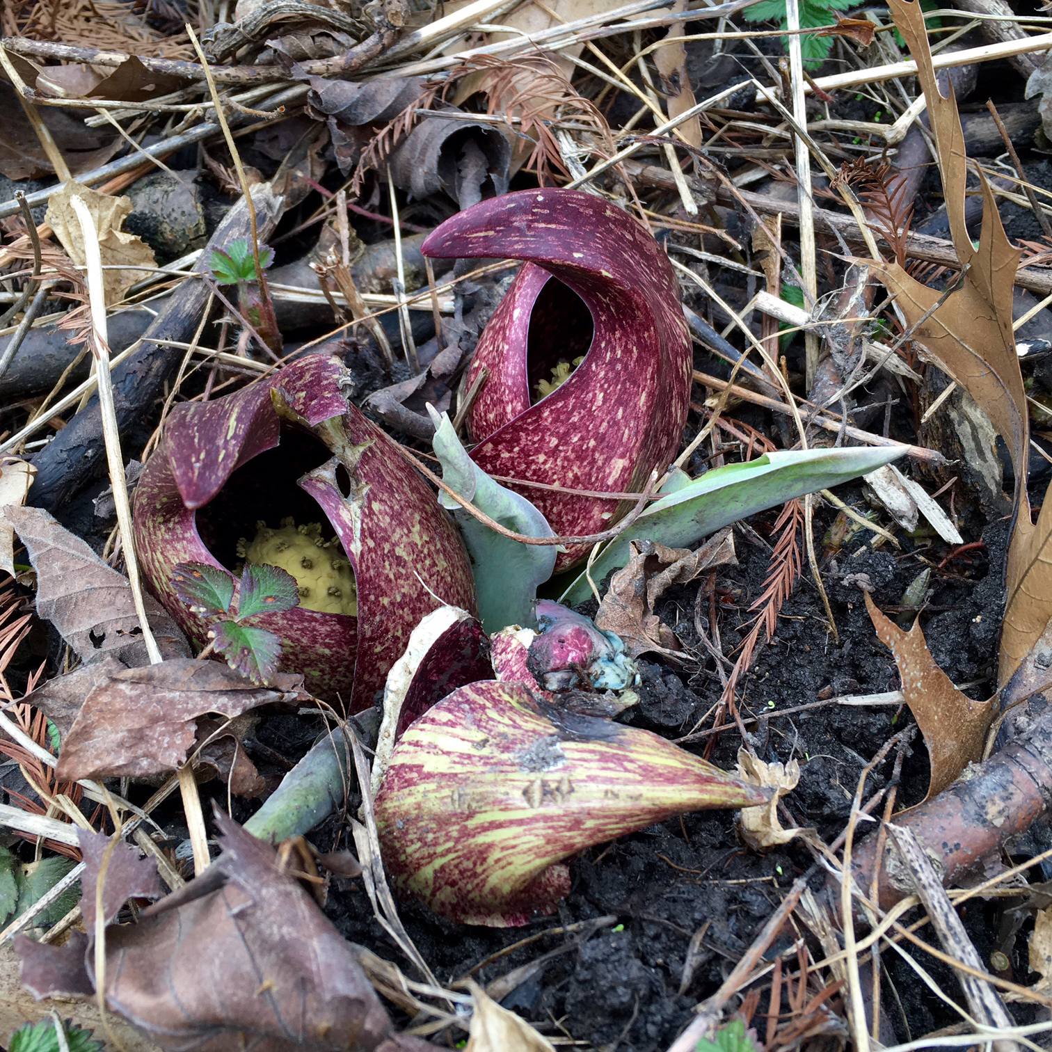 Skunk Cabbage: Gross and Cool Herald of Spring in Chicago