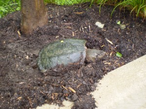 PHOTO: Snapping turtle laying eggs.