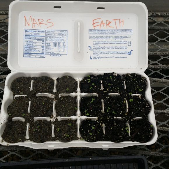 PHOTO: an 18 egg egg carton that has the 9 cells on the left planted with Martian soil and the nine cells on the right planted in earth potting soil; marjoram has sprouted in all 18 cells.