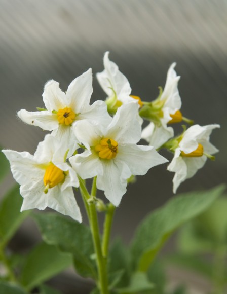 PHOTO: Potato flower (Solanum tuberosum 'Kennebec')
