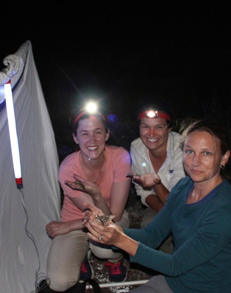 PHOTO: Sophia Siskel holds a hawkmoth caught at night while researchers look on.