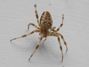 PHOTO: a female cross orbweaver spider, dorsal view