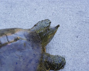 PHOTO: Closeup of the spiny soft-shelled turtle.