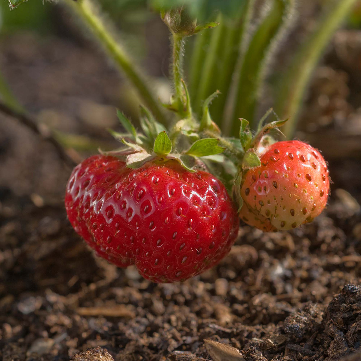 Nurturing a Rare (and Gourmet) Strawberry Plant