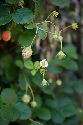 Strawberry plant in fruit and flower