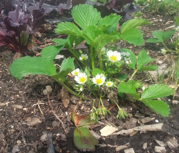 PHOTO: Blooming strawberry plant in the garden.