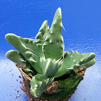 Succulent plant