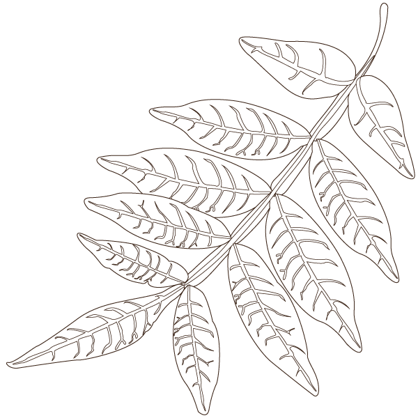sumac leaf