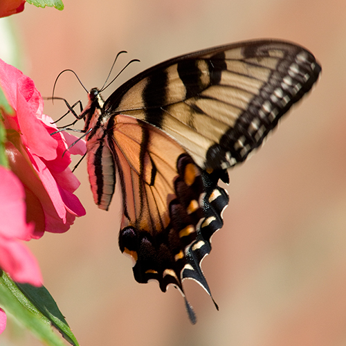 PHOTO: Tiger swallowtail butterfly on impatiens.