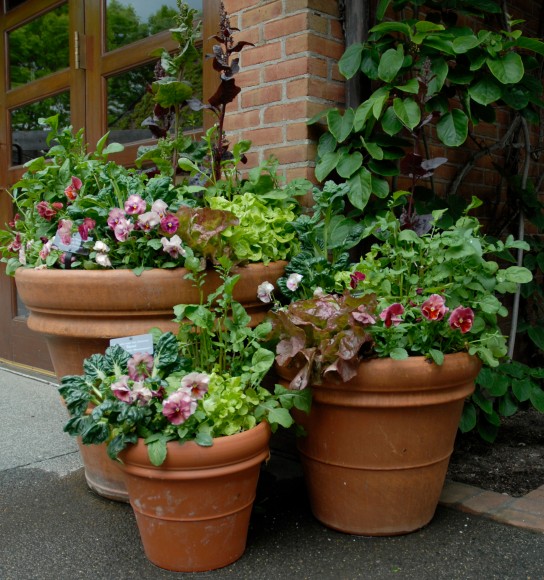 PHOTO: Three container plantings of varying heights.