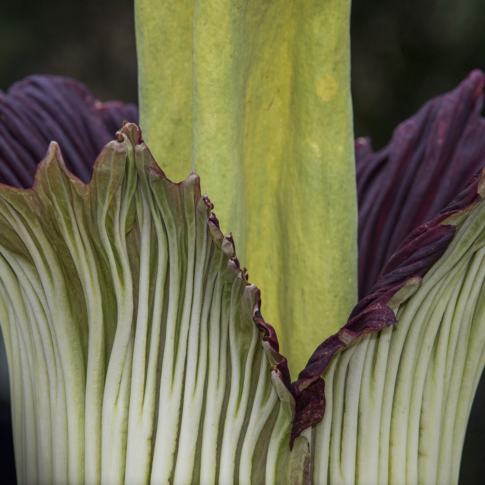 About that name: behind Alice the Amorphophallus
